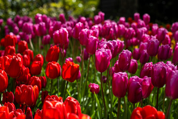 A beautiful view of a tulip field in full bloom at Keukenhof  Netherlands