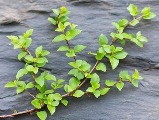 Young Branches on Dark Stone