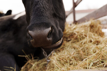 Cows resting peacefully in a rural farm during the chilly afternoon in early spring with muddy...