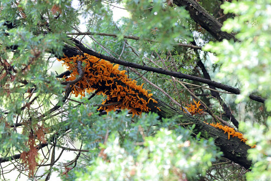 Juniper rust Fungus (Gymnosporangium clavariiforme) with orange coloured sporangiophores, lives parasitic on juniper (Juniperus communis).
