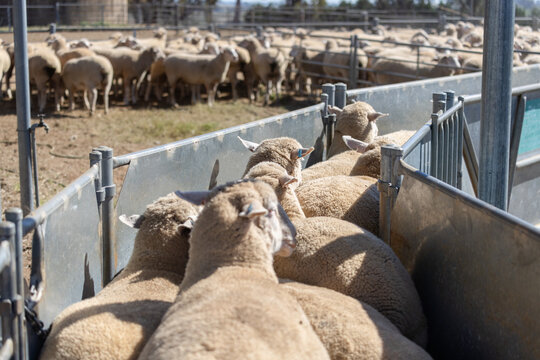 Mob of cross bred lambs going through a race toward a draft