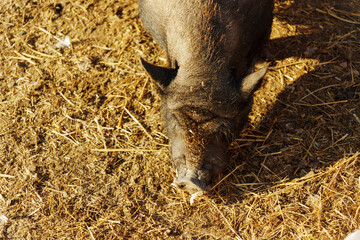 A playful pig wanders through a sun-drenched farmyard, snuffling and digging in the warm earth...