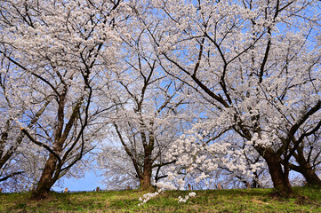 Obraz premium 満開の甚六桜