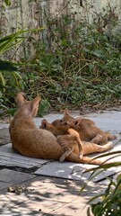 Cozy Orange Cats Relaxing in a Sunny Space