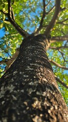Majestic Tree Trunk Reaching Towards Blue Sky