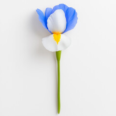 A single stylized blue and white iris flower with a yellow accent on a white background. top-down shot unique color combination and simple elegance, Ideal for greeting card,birthday,poster background