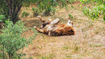 Muscular male lion lounging on arid grassland, basking in peaceful afternoon stillness