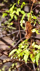 Obraz premium Green and Brown Leaves on Twisting Vines