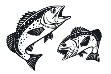 bass fish illustrations