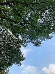 big tree leaves in bottom up view on blue sky background