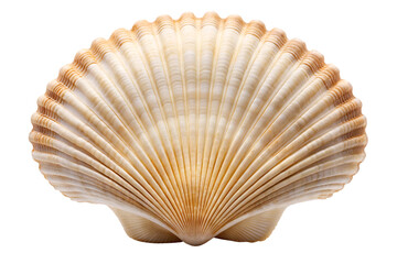 White elegant sea jacobean scallop shel isolated on transparent background