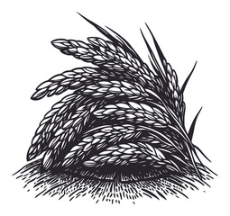 Obraz premium Detailed Hand-Drawn Illustration of Wheat Grain in Black and White