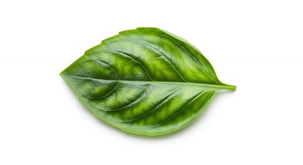 Obraz premium Fresh green leaf image for branding and product promotion