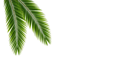 Lush green palm leaf isolated on a white background. Tropical coconut palm fronds casting shadows....