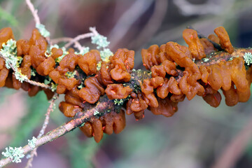 Quince rust (Gymnosporangium clavipes) is a plant pathogen, a fungus that causes cedar-quince rust. © Tomasz