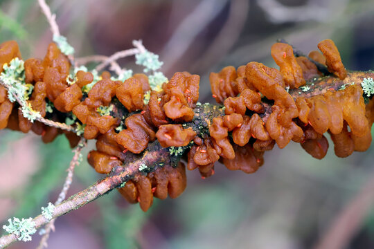 Quince rust (Gymnosporangium clavipes) is a plant pathogen, a fungus that causes cedar-quince rust.