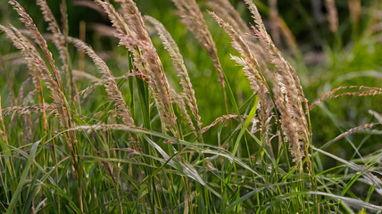 Up close Photo of ornamental Grasses