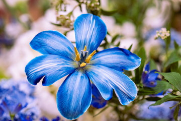 blue and yellow flowers