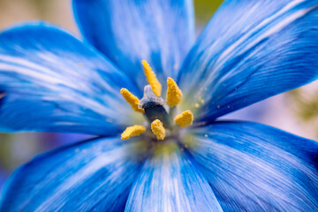 close up of a flower