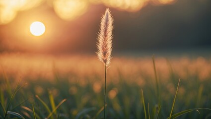 Obraz premium Grass stem during sunset