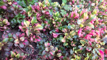 Close-up of colorful Alternanthera foliage with vibrant red, green, and yellow leaves forming a natural textured background, perfect for wallpapers and design use