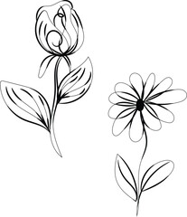 Elegant Line Art Floral Designs Rose and Daisy Minimalist Illustration