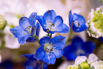 close up of blue flower