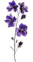Purple delphinium flower isolated on a transparent background

