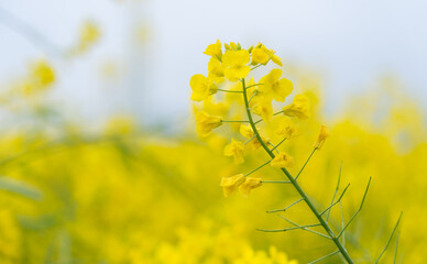 Obraz premium Spring Flowers