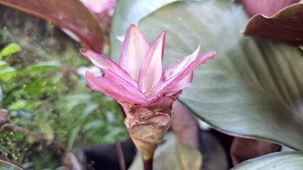 Delicate pink and white Goeppertia loeseneri flower blooming in lush green foliage, exotic tropical plant with soft bracts and ornamental garden appeal