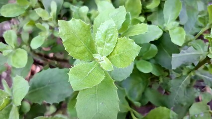 Close up of vibrant green Pluchea indica or Indian camphorweed leaves, aromatic herb used in traditional Asian medicine for therapeutic and anti-inflammatory purposes