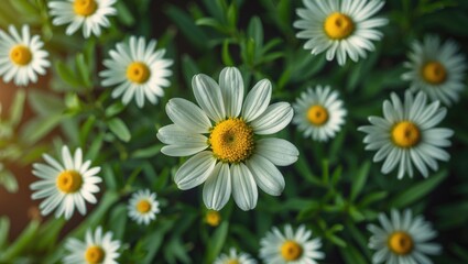 Fototapeta premium Aerial view of colorful chamomile flowers blooming in a summer backyard garden in the Midwest
