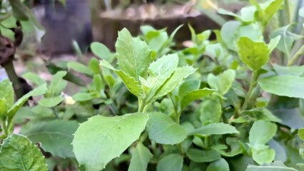 Close up of vibrant green Pluchea indica or Indian camphorweed leaves, aromatic herb used in traditional Asian medicine for therapeutic and anti-inflammatory purposes