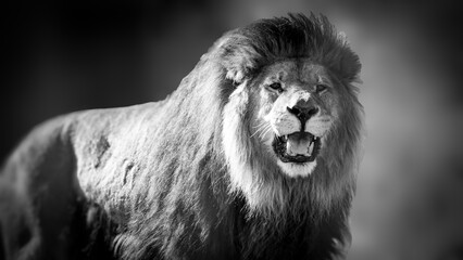 Fototapeta premium Black and white image of a large male lion walking in his grassy enclosure. He looks intently at the camera with his mouth open showing his teeth . Full property release for commercial use.