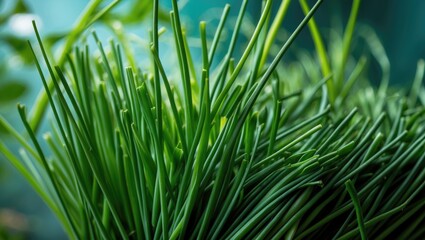 Obraz premium Close-up of chives and green onions showing surface texture