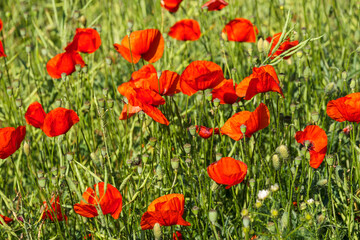 Close-up of red poppies in the Rheingau