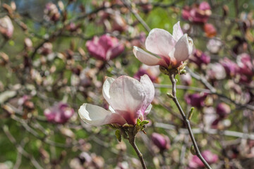 Pink and White Magnolia Soulangeana Blossoms