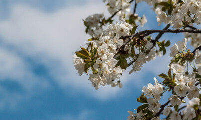 Sakura Blossoms Against April Sky (Copy Space)