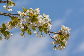 White Sakura Blossoms and Sunny Sky (Copy Space)