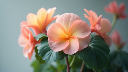 Fototapeta premium Close-up of a vibrant coral begonia highlighting delicate petals and lush foliage in a tropical garden