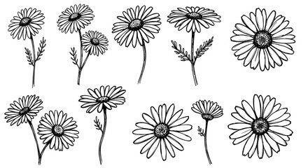 Fototapeta premium Rustic Chamomile Bouquet Hand Sketch Vector EPS