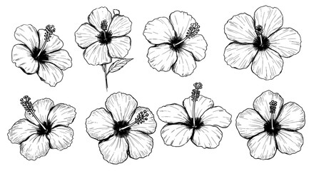 Obraz premium Tropical Hibiscus Arrangement Vector EPS Sketch