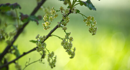 Close-up of delicate currant blossoms in early spring, with a soft green background.