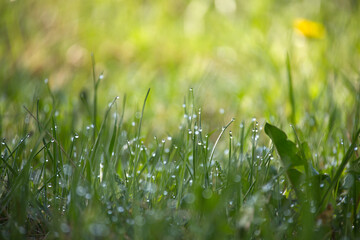 Close-up shot of vibrant green grass featuring water droplets on blades, lit by sunlight.