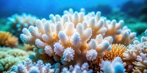 Naklejka premium Coral Reef Bleaching Macro Photography: Algae Texture, Bokeh Effect, Vibrant Colors, Ocean Ecosystem, Underwater World