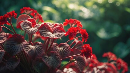 A close-up of a red begonia with intricate textured leaves and soft red flowers amidst vibrant foliage