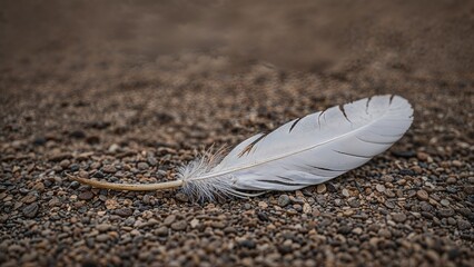 White feather resting on pebbled ground