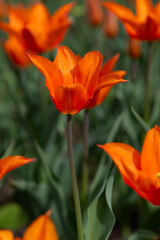 Colorful tulips in Krakow Botanical garden, Ballerina