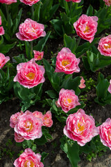 Colorful tulips in Krakow Botanical garden, Mariage