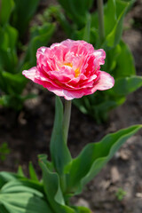 Colorful tulips in Krakow Botanical garden, Mariage